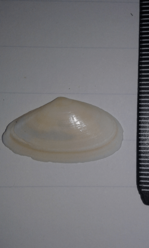 Peronidia albicans (Tellinidae) ?